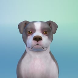 Ziggy McLiggy