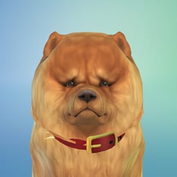 Mr Chow Chow